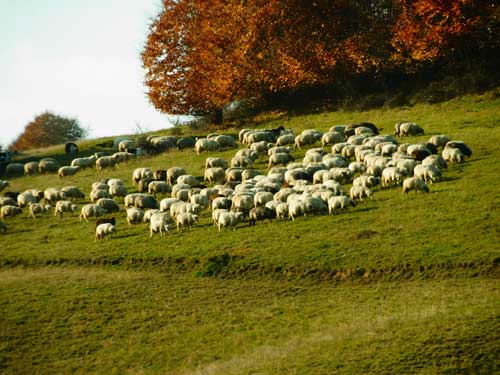 Foto Pasune (c) eMaramures.ro